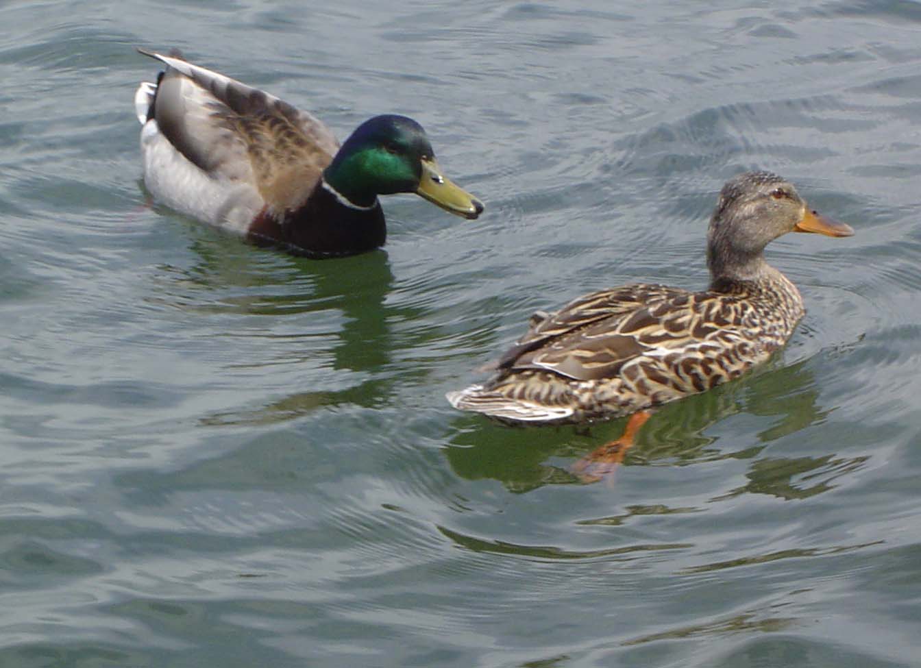 Ducks